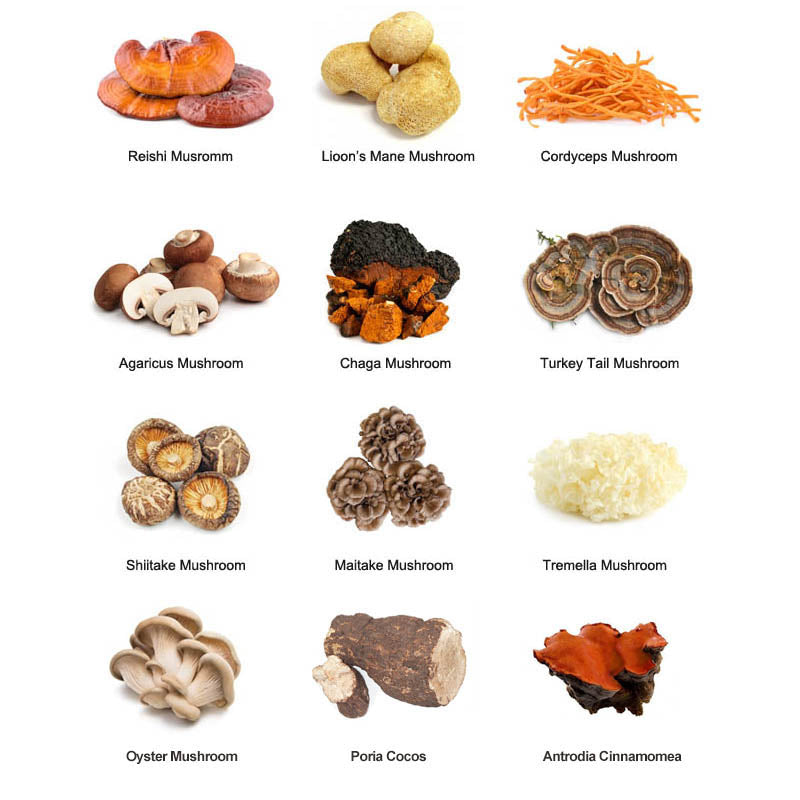 Natural Chaga mushroom extract-Beta Glucan